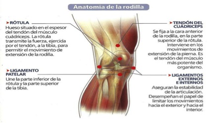 anatomia-rodilla
